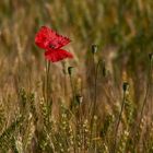 Der letzte Mohn