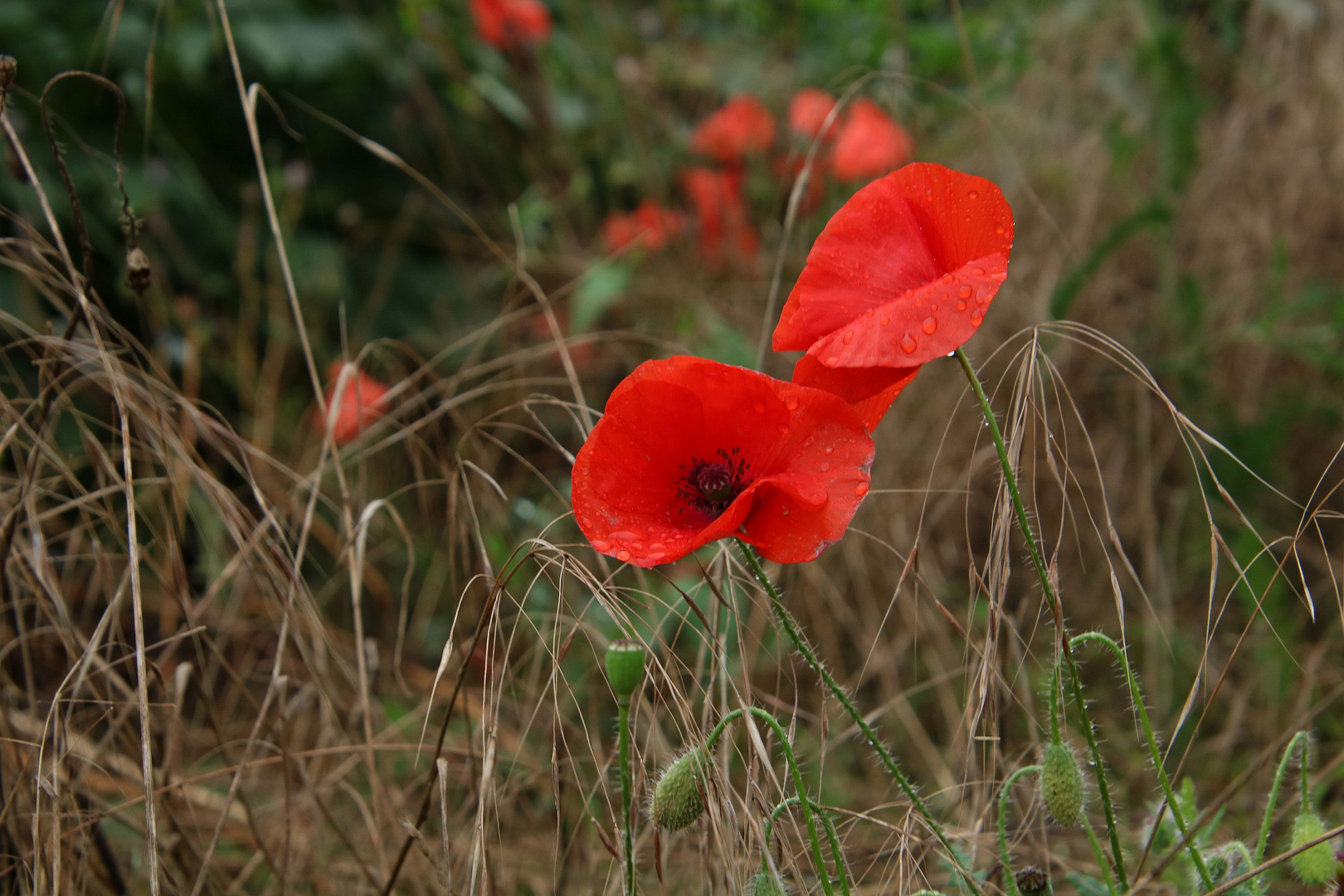 der letzte Mohn I