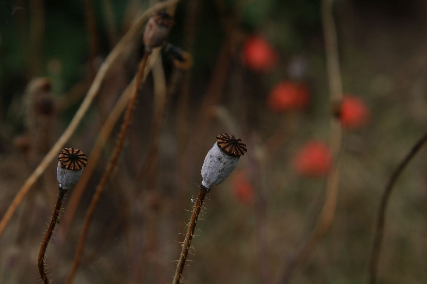 der letzte Mohn II