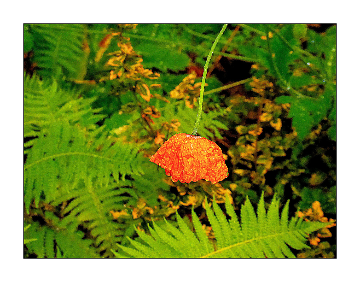 Der letzte Mohn im Garten