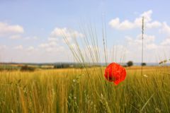 Der letzte Mohn im Kraichgau