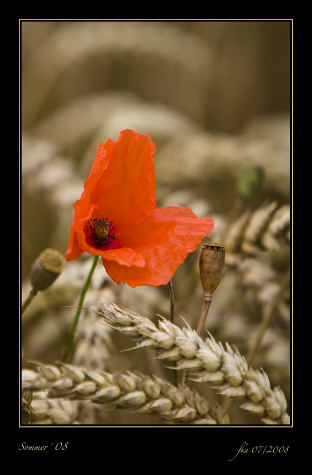 Der letzte Mohn-tag...