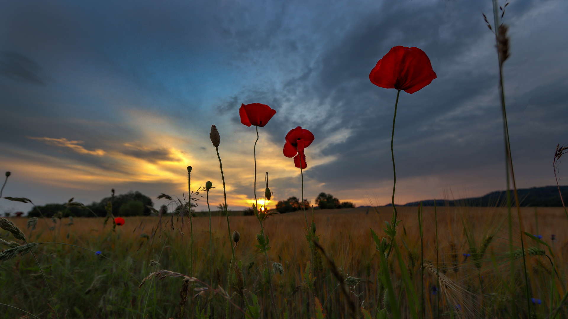 der letzte Mohn....... Variante 2