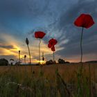 der letzte Mohn....... Variante 2