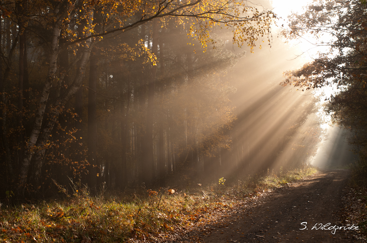 Der letzte Nebel des Morgens