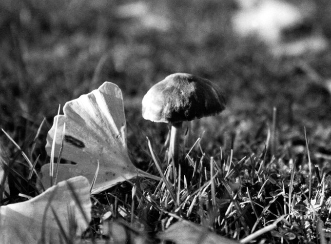 Der letzte Pilz