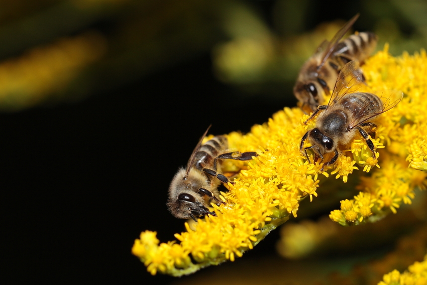 Der letzte Pollen ..., Dettingen a.d.Erms, Biosphärengebiet schw. Alb