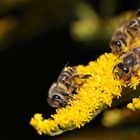 Der letzte Pollen ..., Dettingen a.d.Erms, Biosphärengebiet schw. Alb