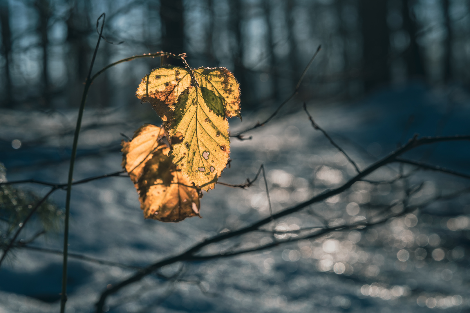 Der letzte Rest des Herbstes :-)