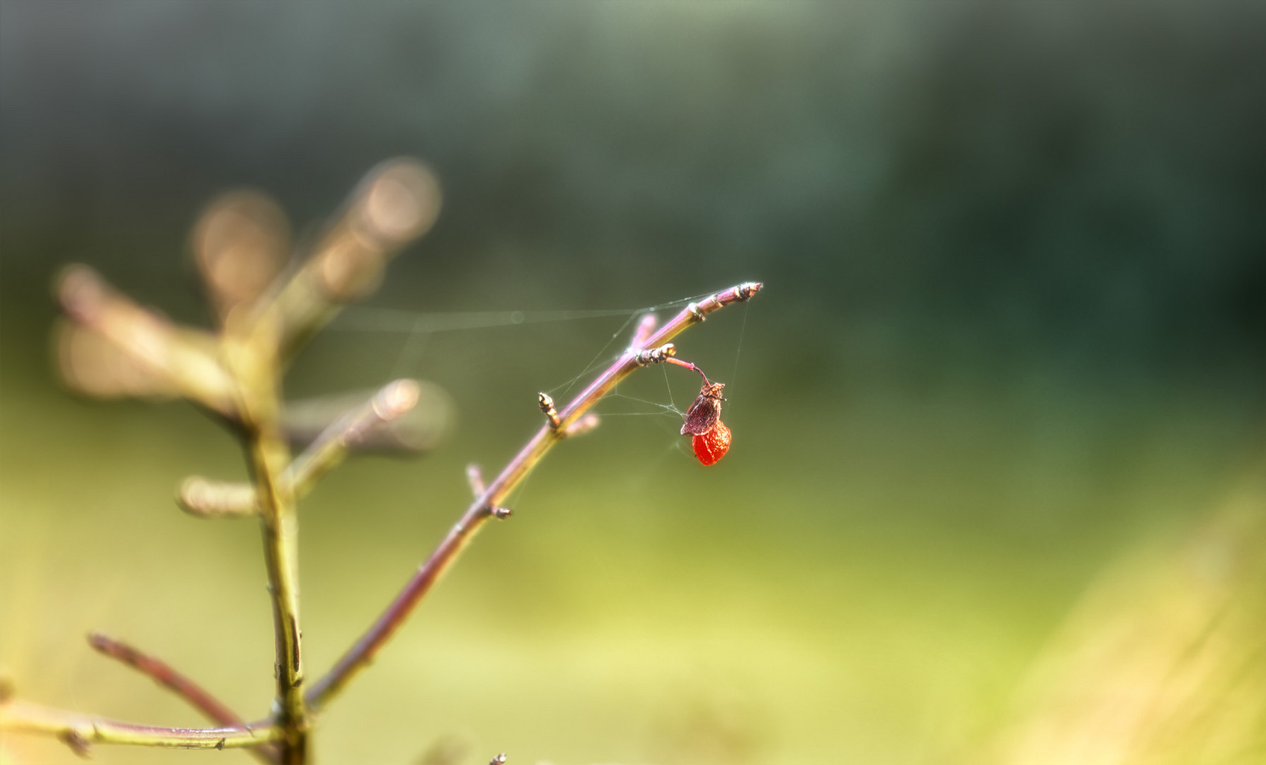 der letzte rest im garten von 2020 ...