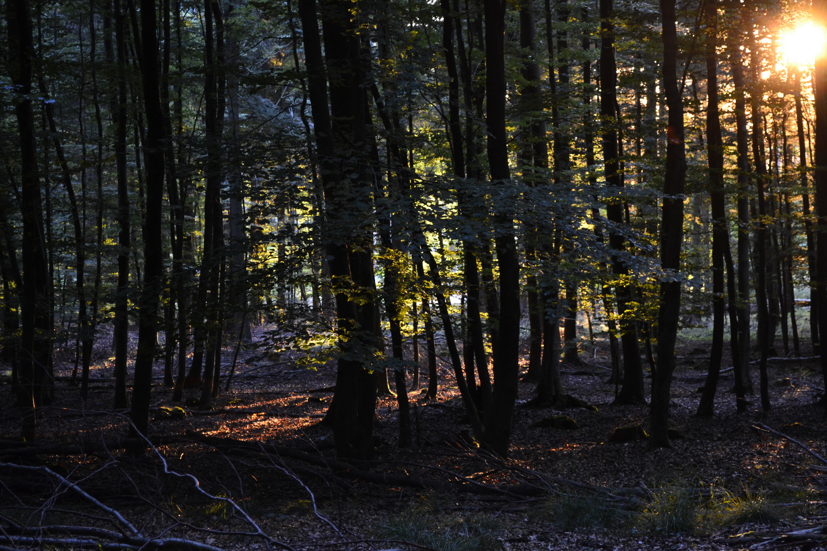 Der letzte rest Sonne am abend im Wald !