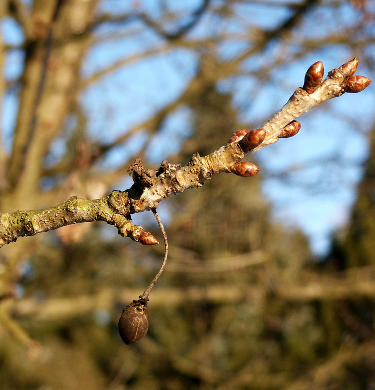 Der letzte Rest und die neuen Knospen