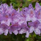 DER LETZTE RHODODENDRON