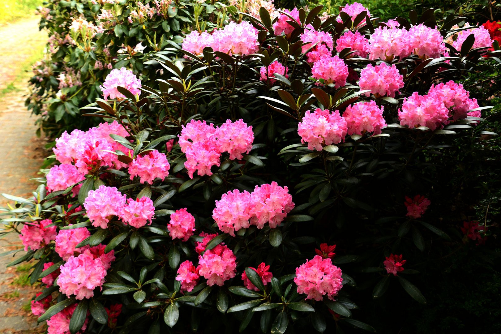 Der letzte Rhododendron am Haus ist erblüht