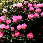 Der letzte Rhododendron am Haus ist erblüht