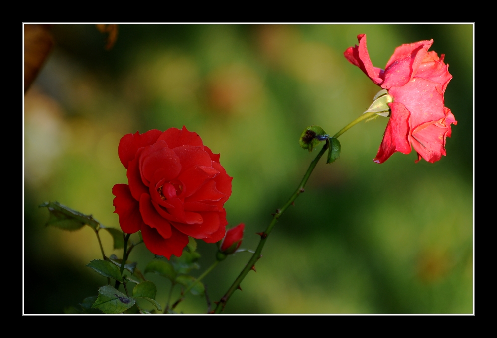 Der letzte Rosengruß...