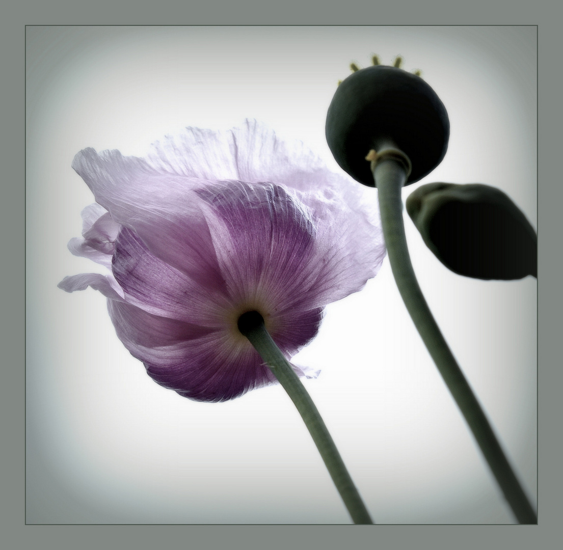 Der letzte Schlafmohn im Garten..... Foto & Bild outdoor, natur, mohn