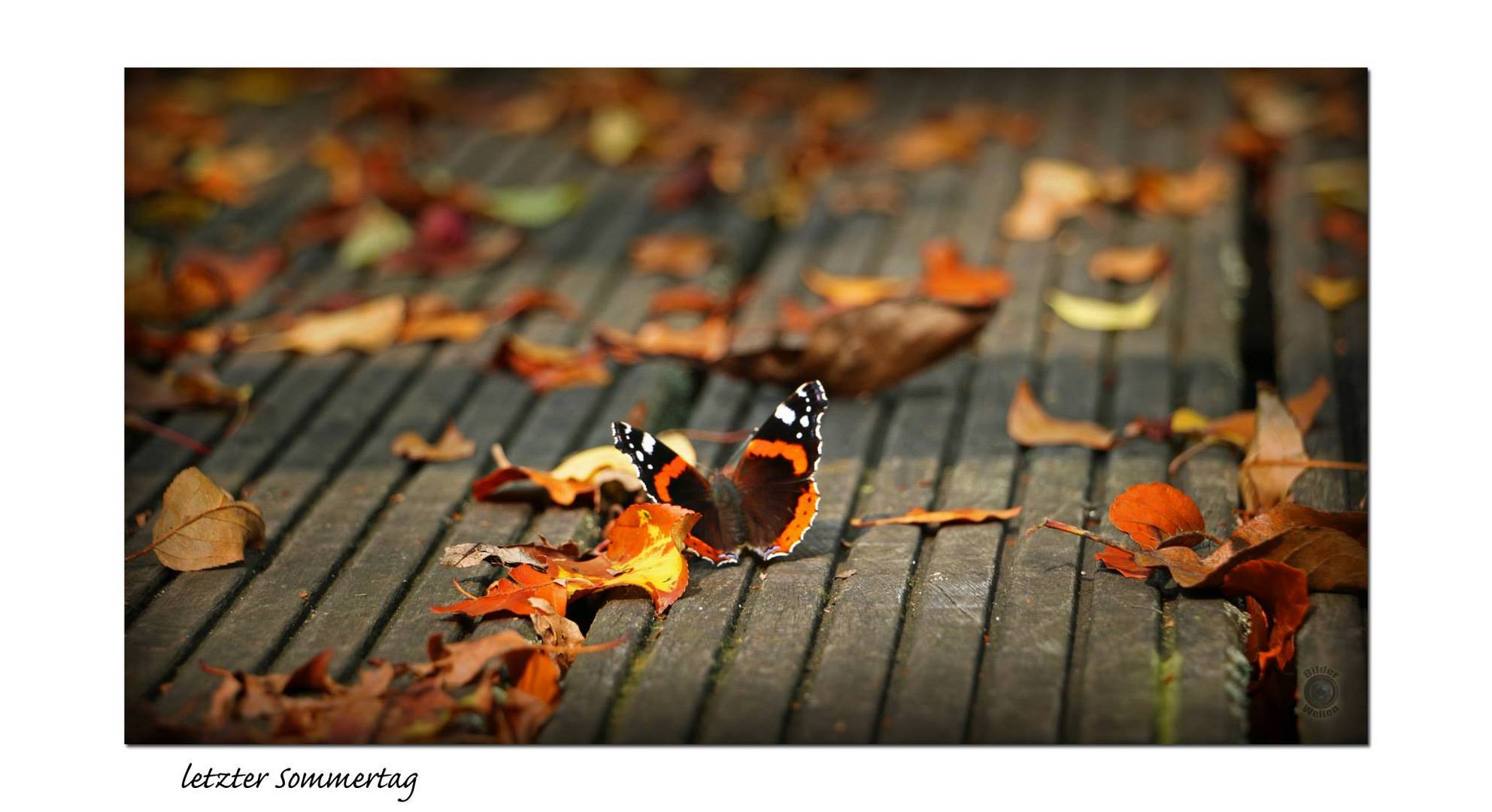 der letzte Schmetterling