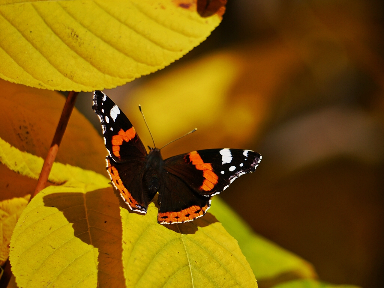 Der letzte Schmetterling