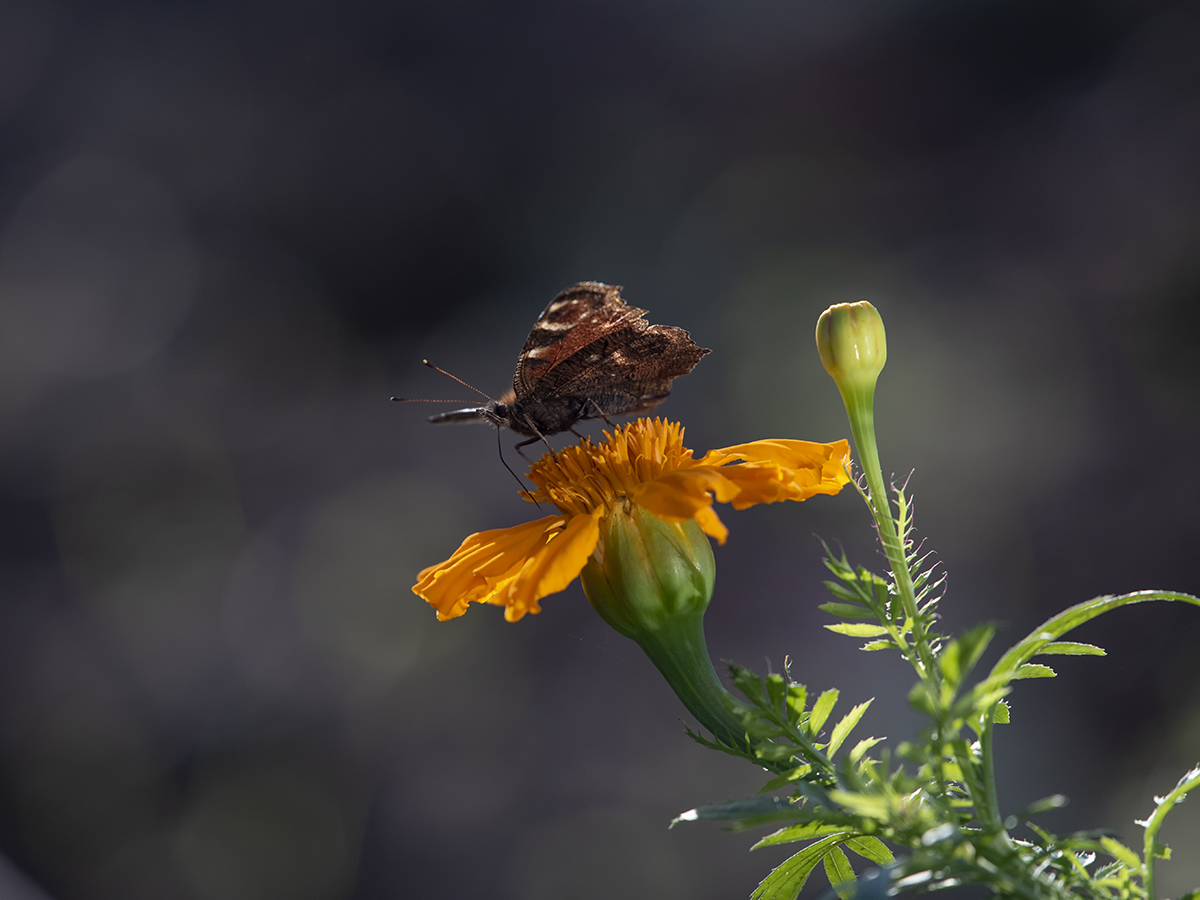 Der letzte Schmetterling