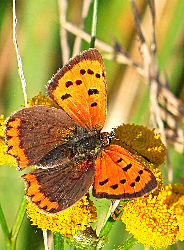 Der letzte Schmetterling