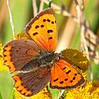 Der letzte Schmetterling