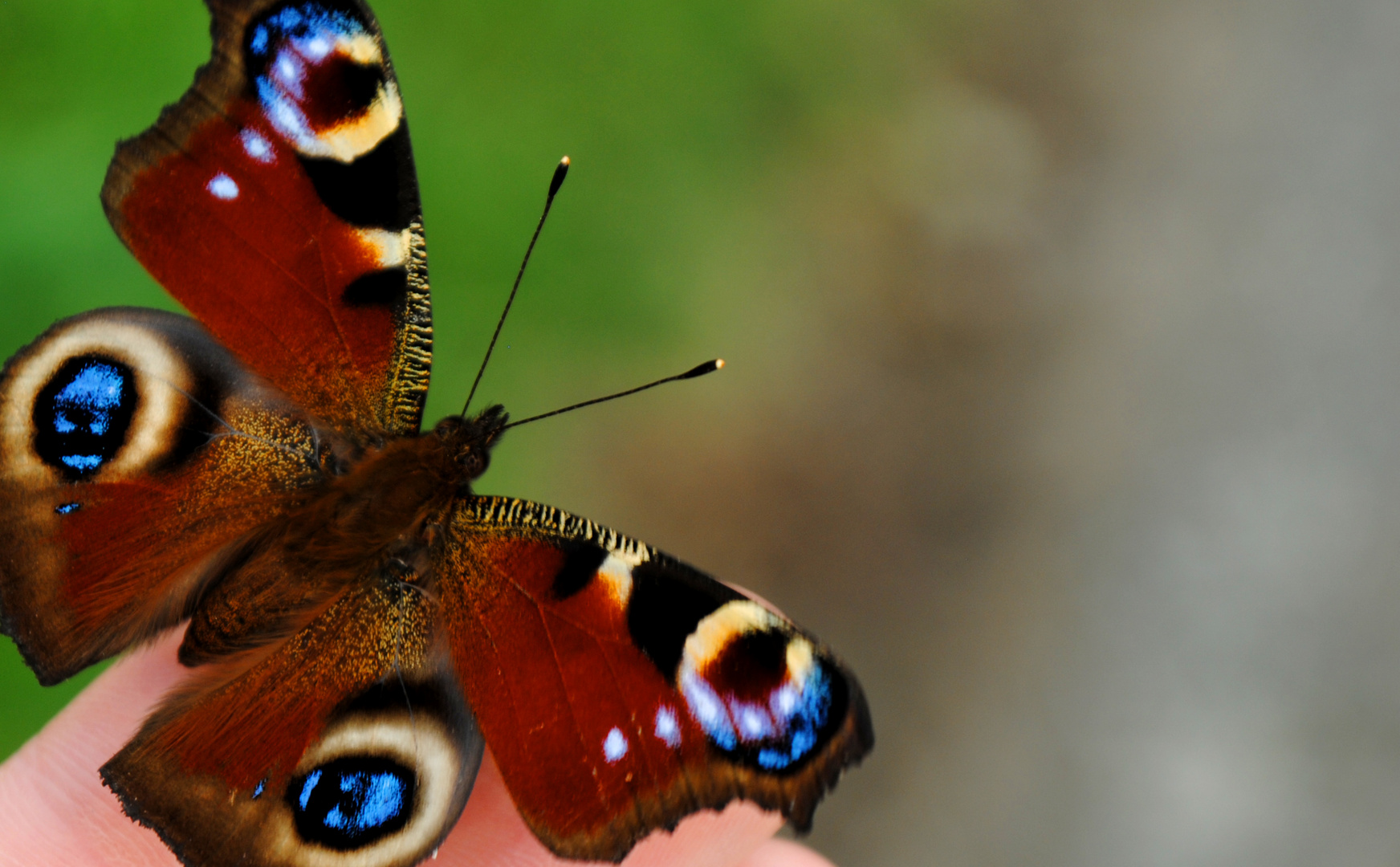 Der letzte Schmetterling...