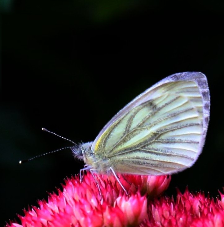 Der letzte Schmetterling