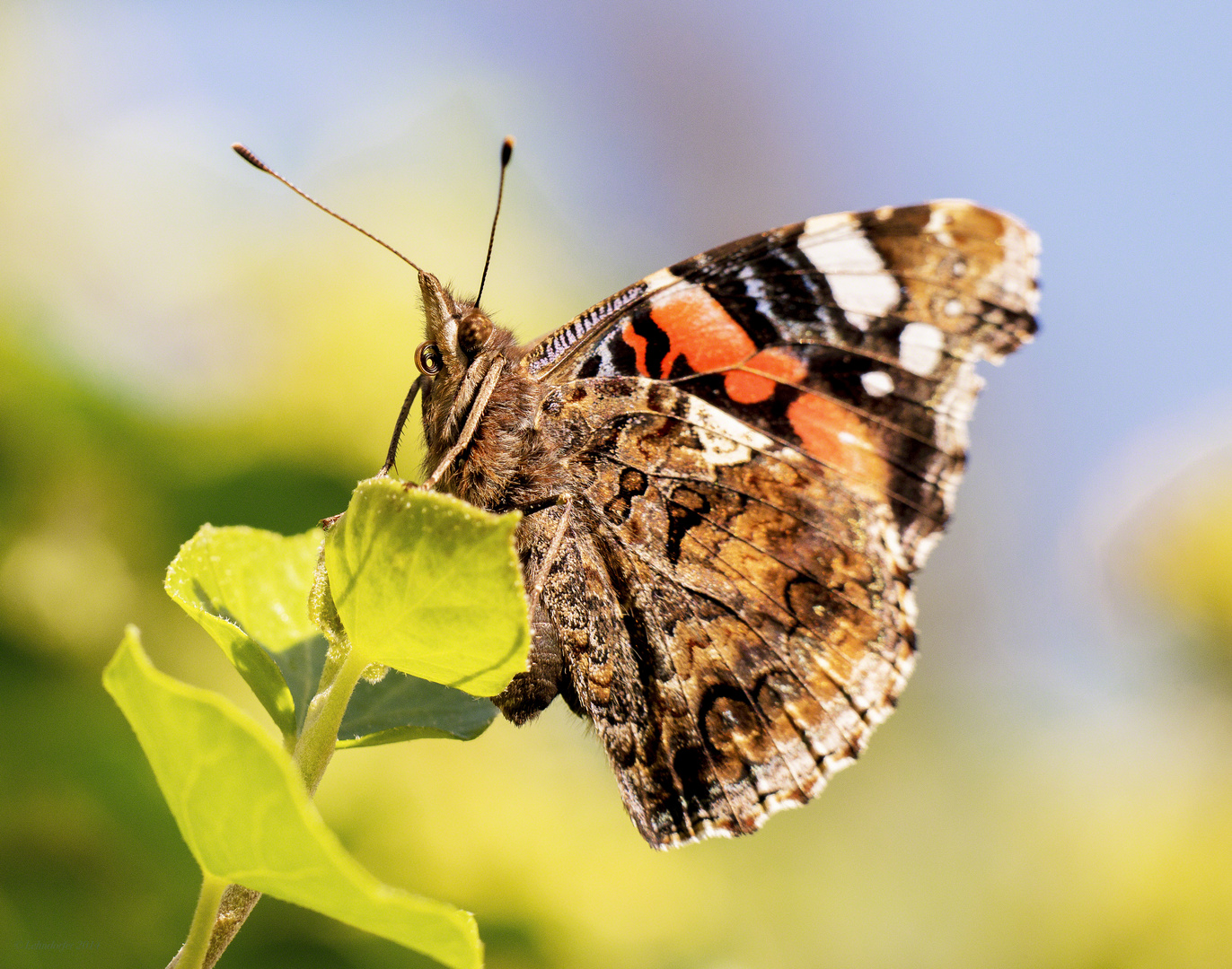 Der letzte Schmetterling in diesem Herbst ?