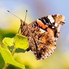 Der letzte Schmetterling in diesem Herbst ?