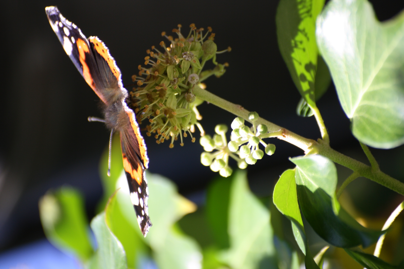 Der letzte Schmetterling in diesem Jahr