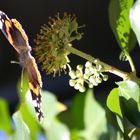 Der letzte Schmetterling in diesem Jahr