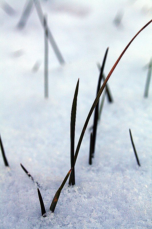 der letzte schnee...