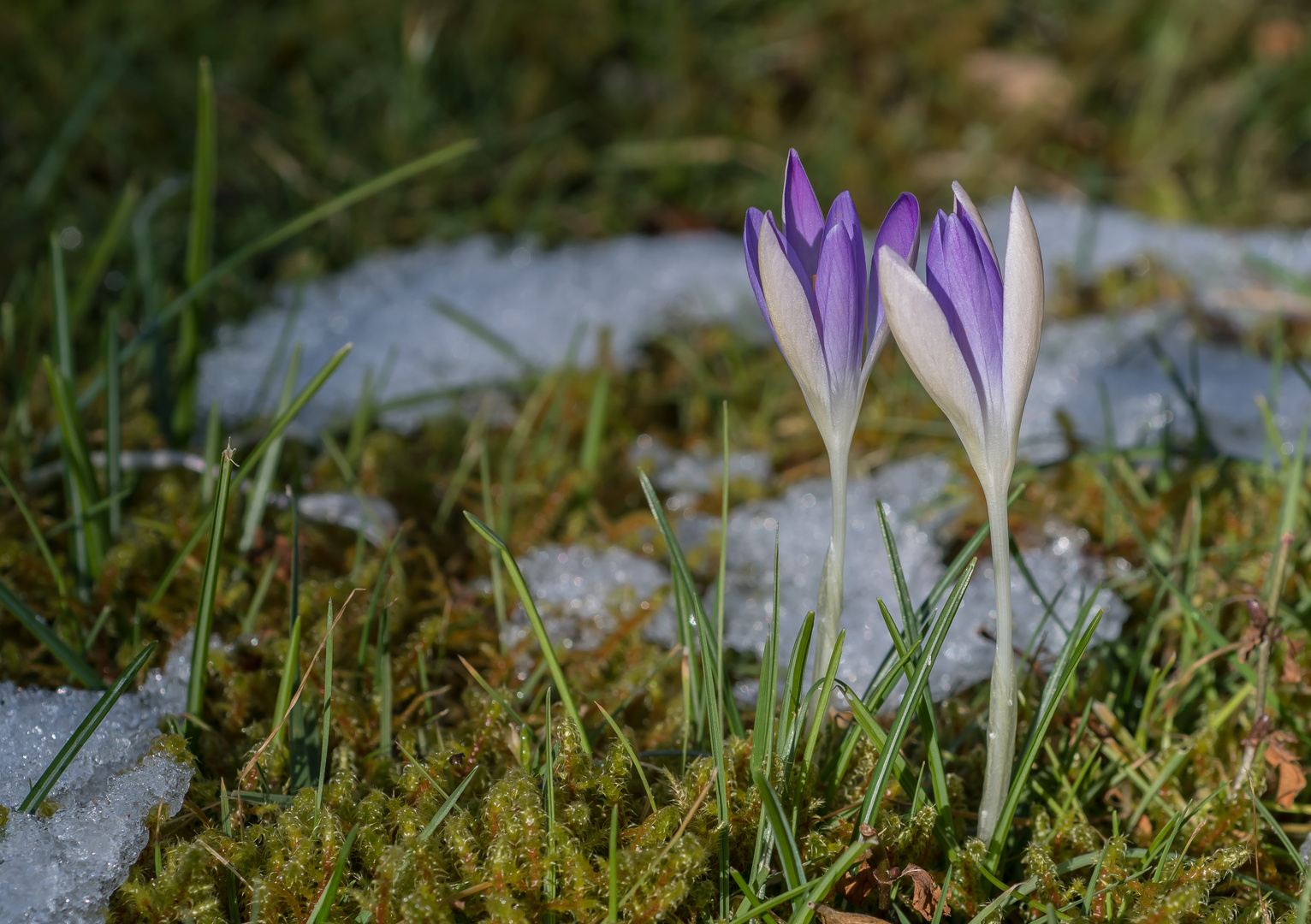 DER LETZTE SCHNEE