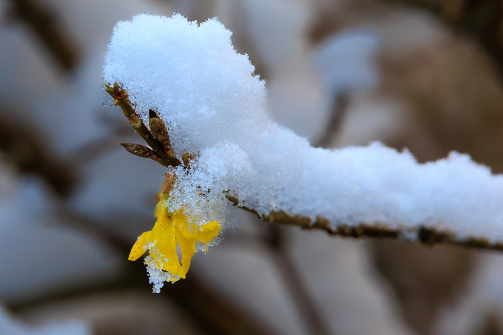 der letzte schnee