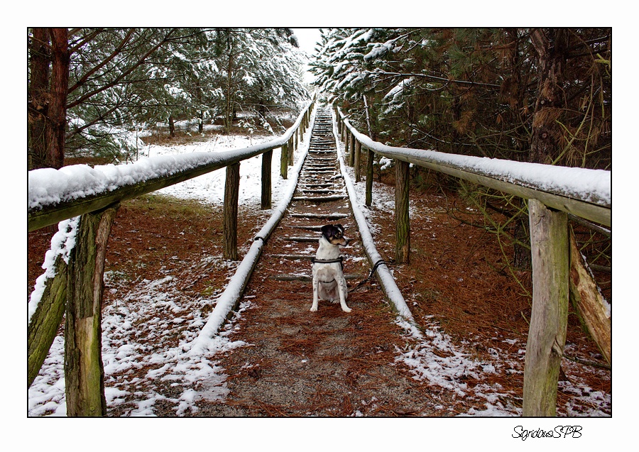 Der letzte Schnee am Buckwitzberg...