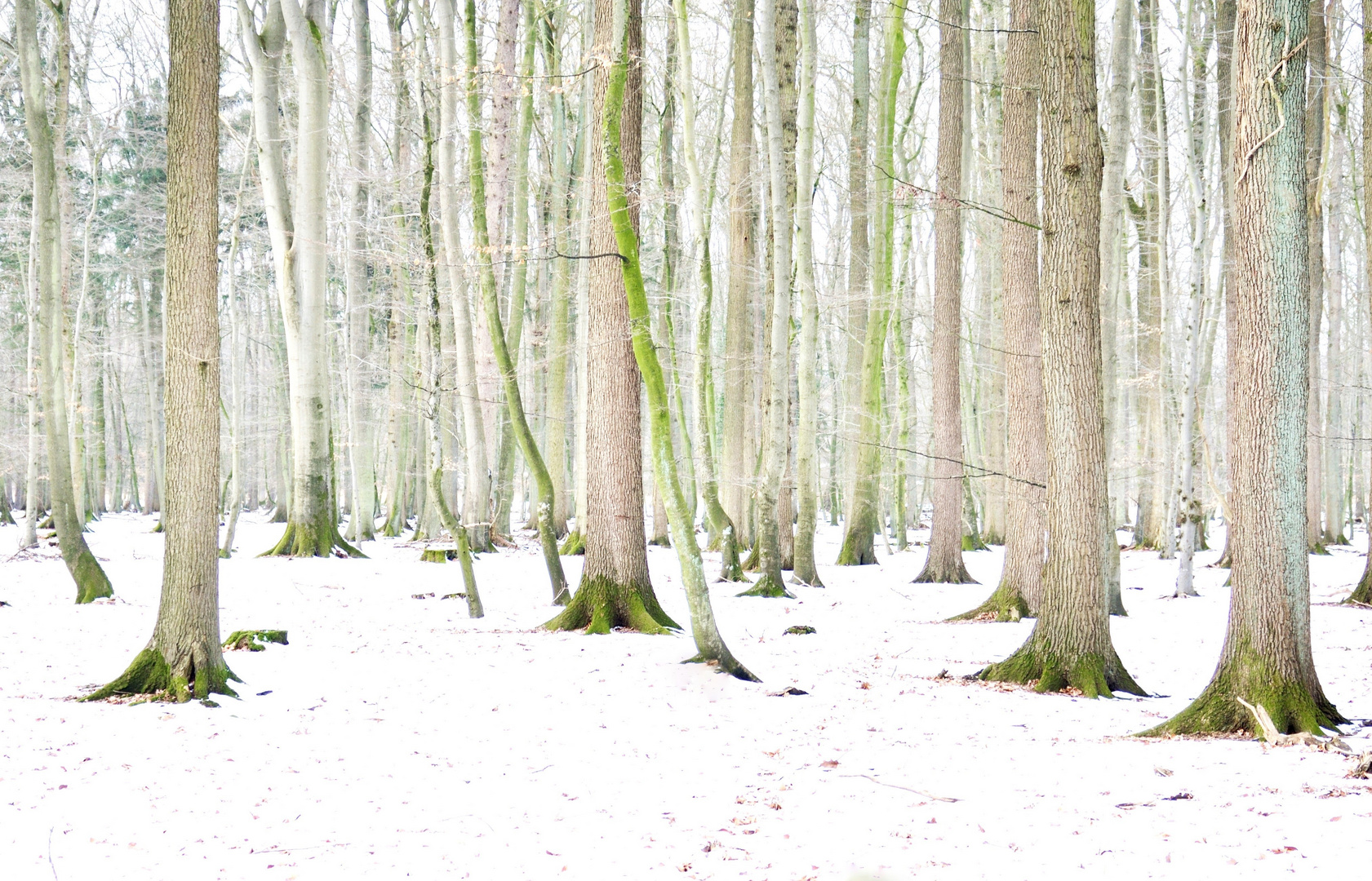 Der letzte Schnee