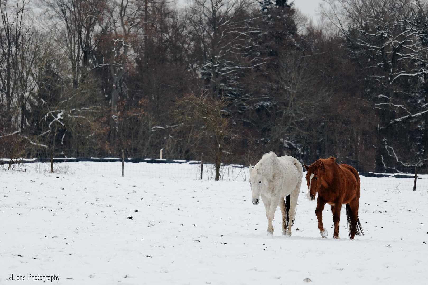 Der letzte Schnee