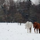 Der letzte Schnee