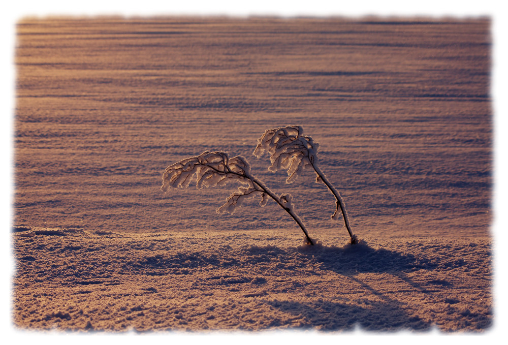 Der letzte Schnee im Morgenrot