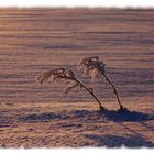 Der letzte Schnee im Morgenrot