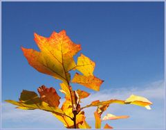 der letzte schöne Herbsttag