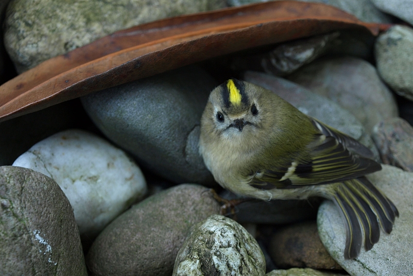 Der letzte Schrei in der Vogelwelt: Der Irokesenschnitt