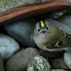 Der letzte Schrei in der Vogelwelt: Der Irokesenschnitt