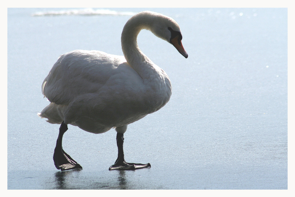 der letzte Schwan.....