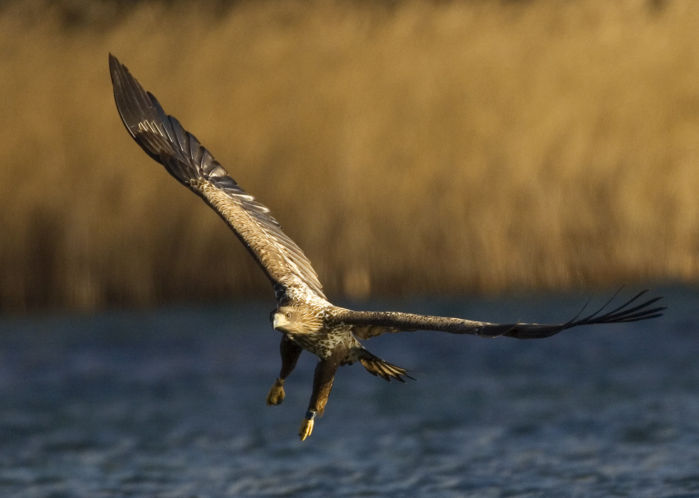 Der letzte Seeadler