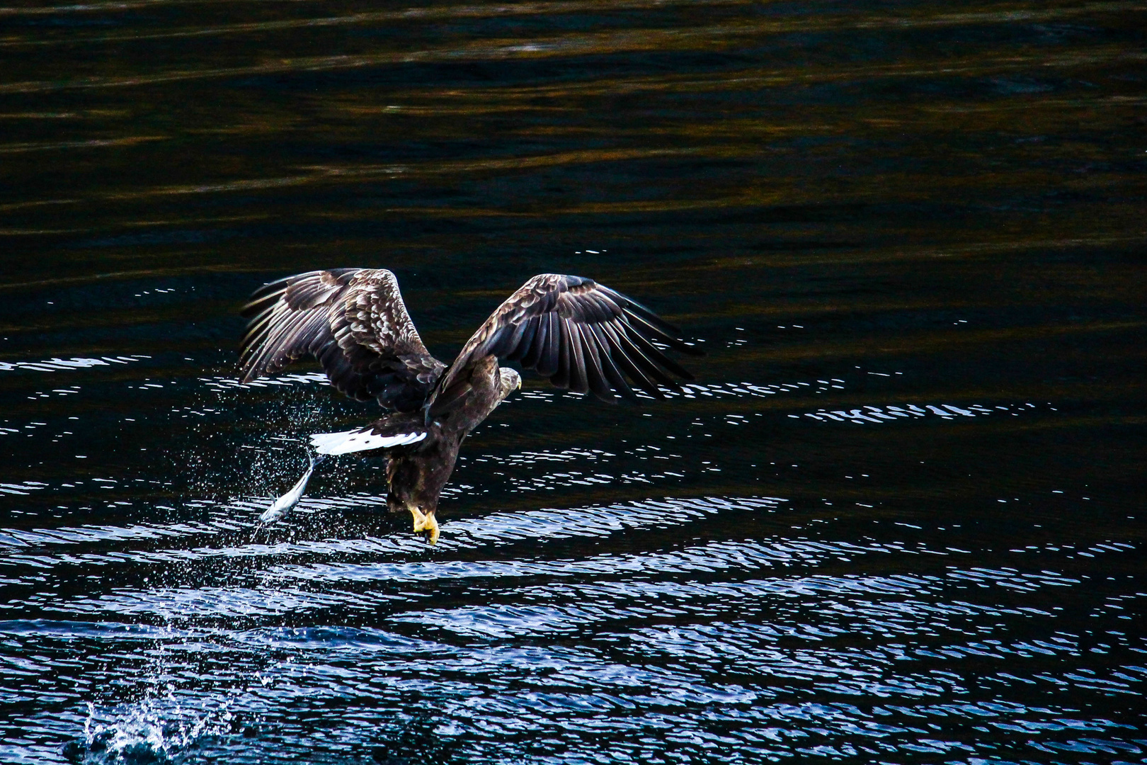 Der letzte Seeadler