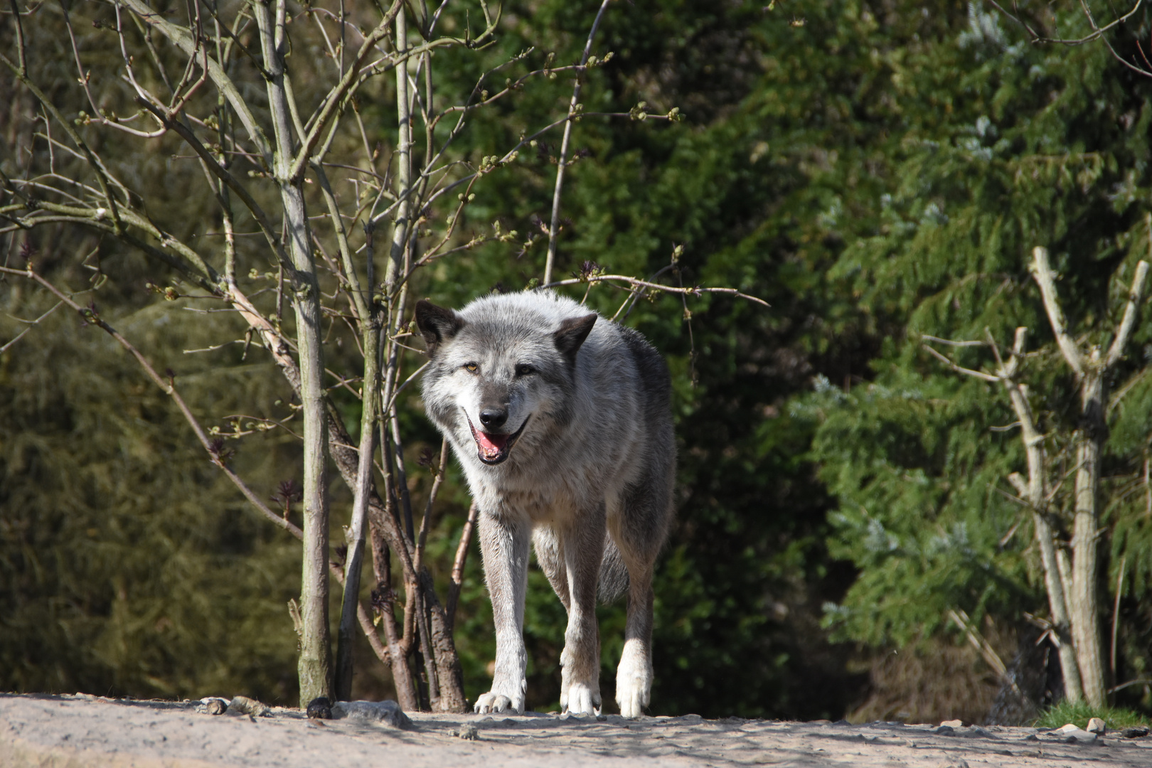 Der letzte seiner Art ! Timberwolf