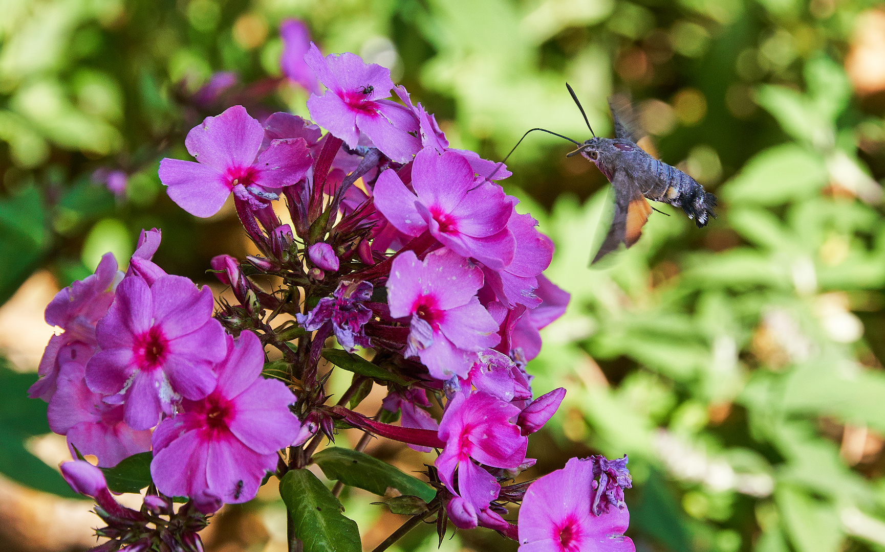 der letzte Sommer