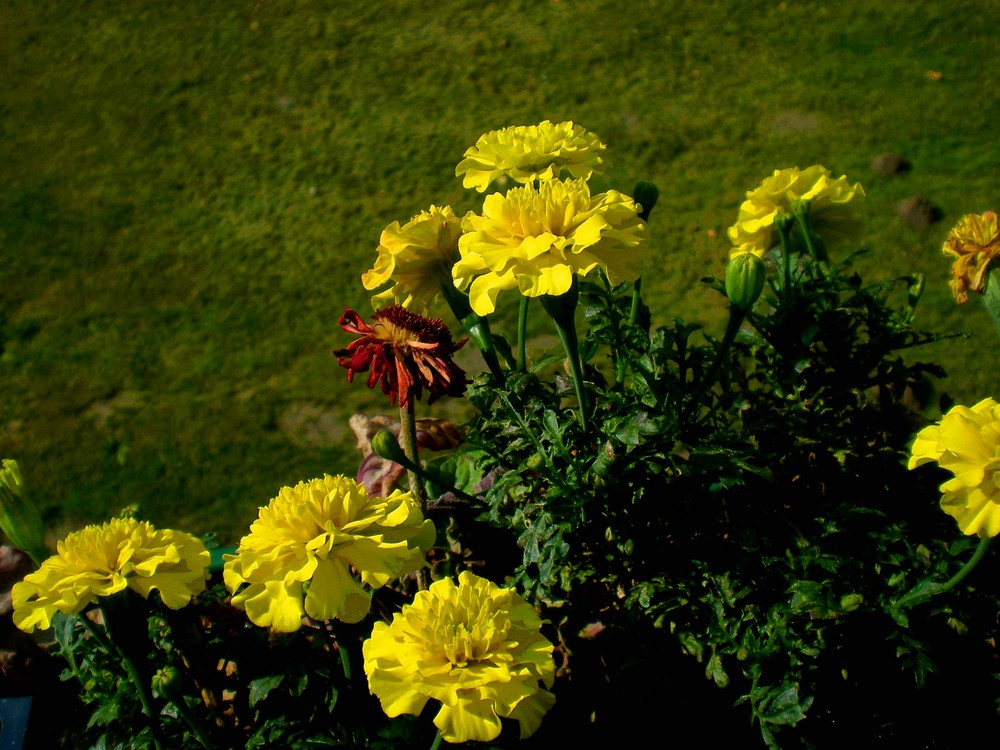 Der Letzte Sommer in September